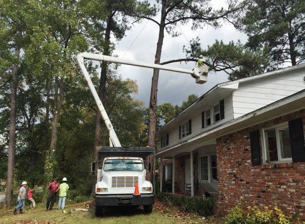 How Our Tree Care Process Works  in  North Richland Hills, TX