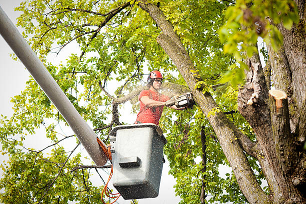  North Richland Hills, TX Tree Care Pros