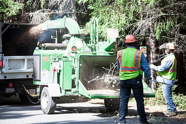 Best Tree Removal  in North Richland Hills, TX