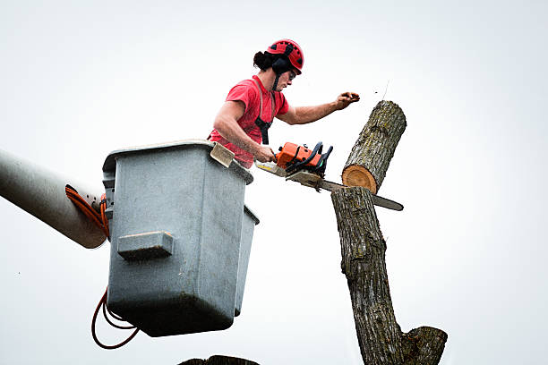 Best Tree Mulching  in North Richland Hills, TX