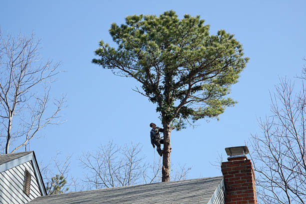 Best Arborist Consultation Services  in North Richland Hills, TX