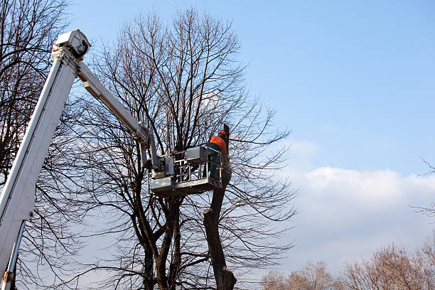 Best Aeration Services  in North Richland Hills, TX